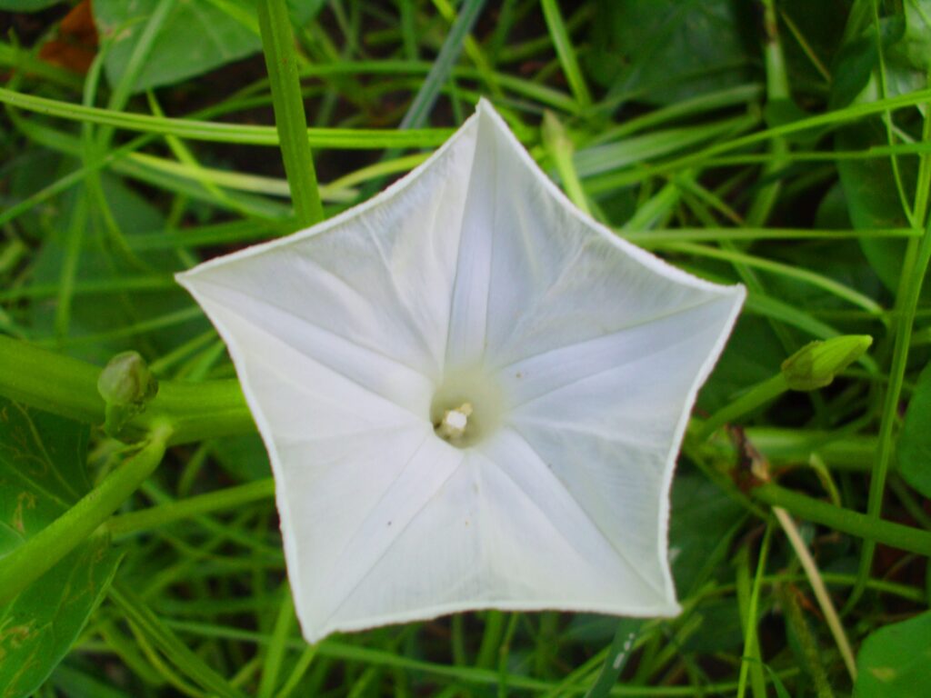 Pentagon Flower