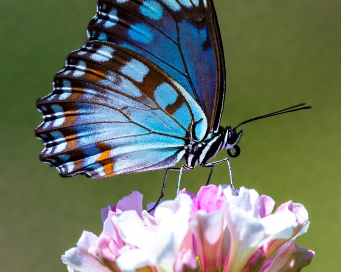 Blue Luna Butterfly She Not Right