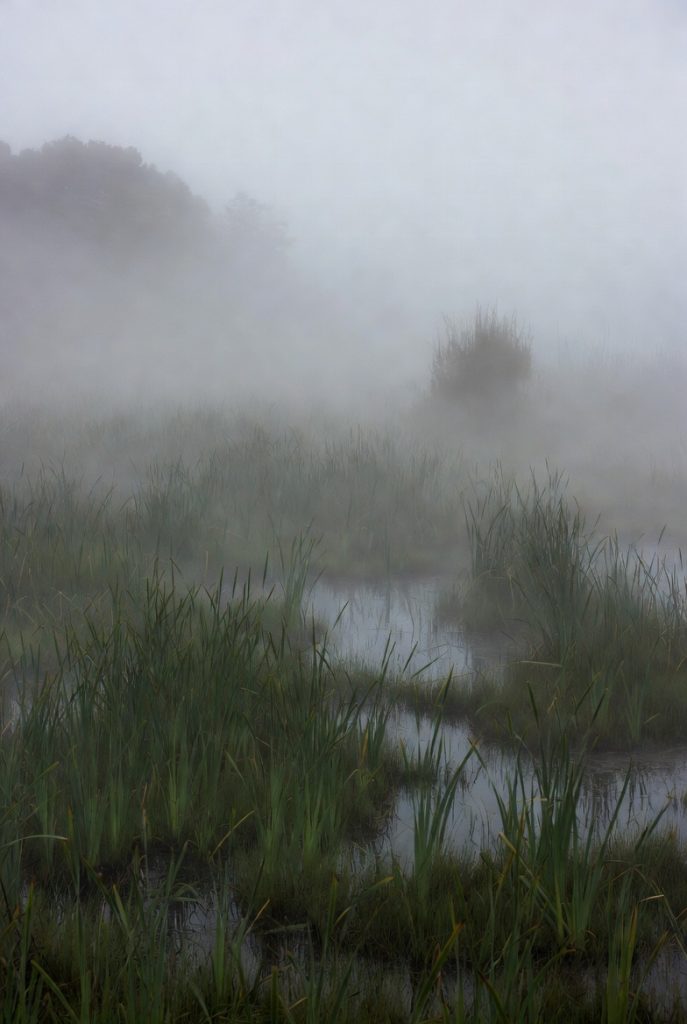 Tule Meadow She Not Right