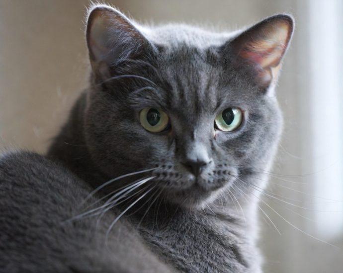 Inger Cat Wild Thing