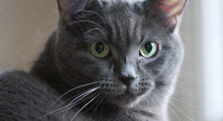 Inger Cat Wild Thing