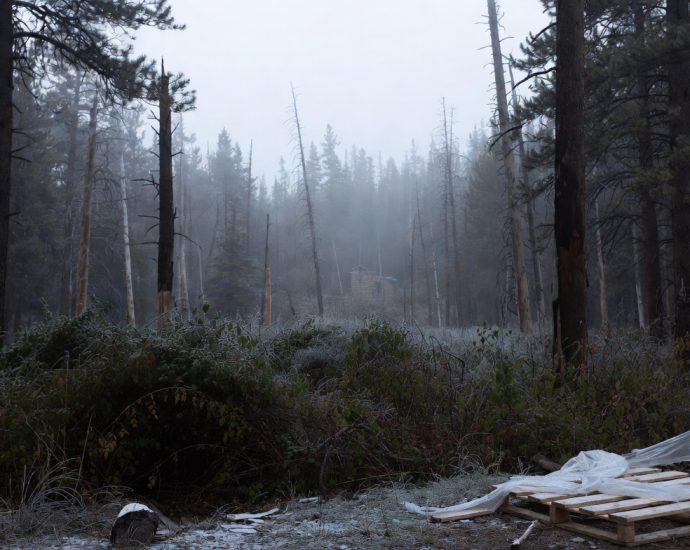 Willow Camp Woodlands Across the Styx