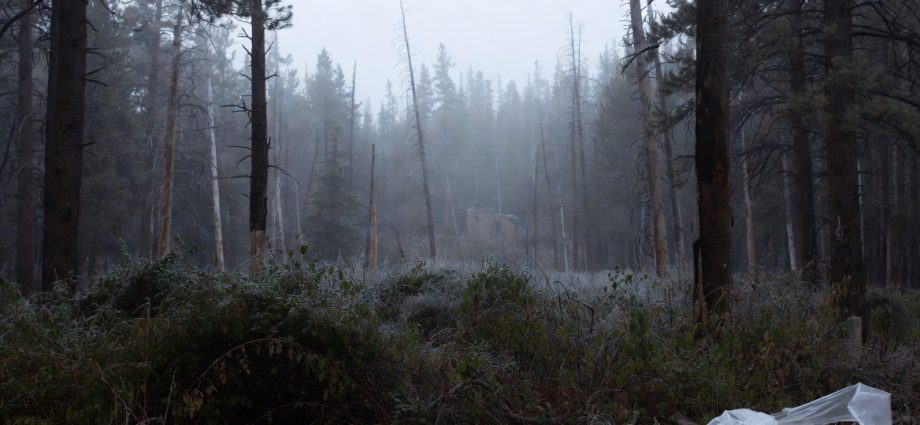 Willow Camp Woodlands Across the Styx