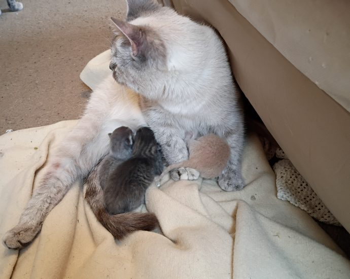 Lilly nursing her second litter
