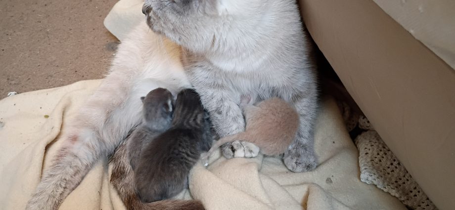 Lilly nursing her second litter